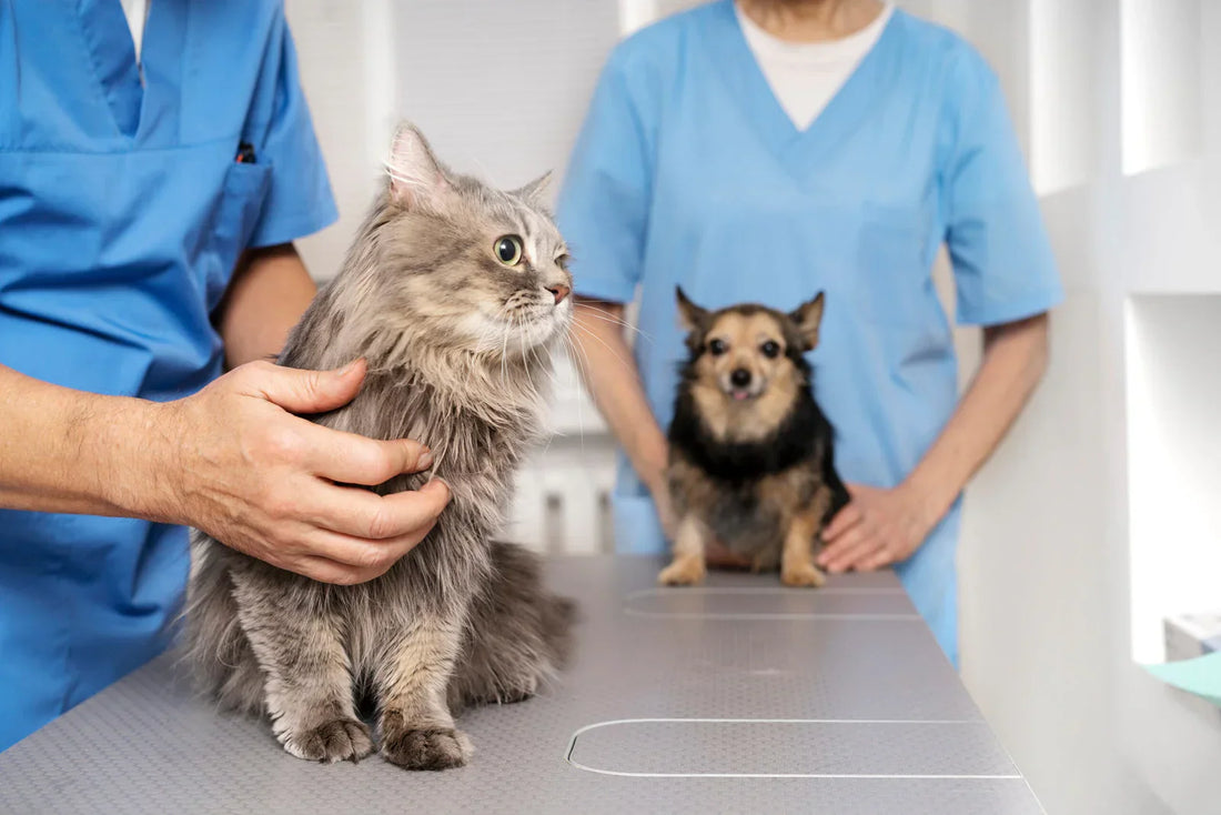 The Importance of Regular Vet Visits: Keeping Your Pet Healthy