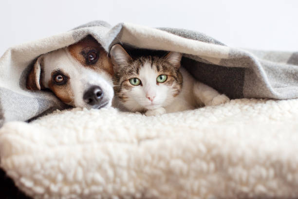 How to Keep Your Pet Comfortable and Cozy This Winter