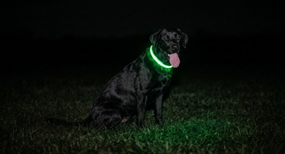 Glow Guard LED Dog Safety Collar