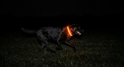 Glow Guard LED Dog Safety Collar
