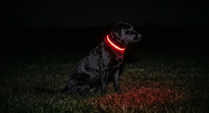 Glow Guard LED Dog Safety Collar