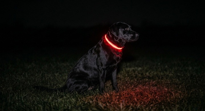 Glow Guard LED Dog Safety Collar