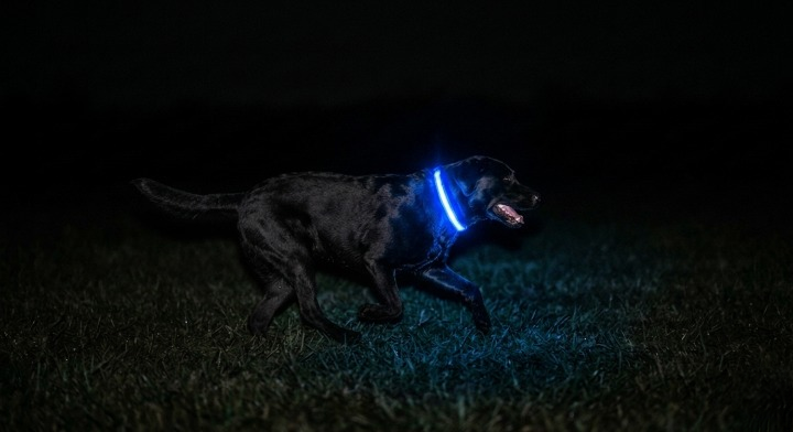 Glow Guard LED Dog Safety Collar