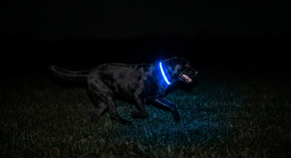 Glow Guard LED Dog Safety Collar
